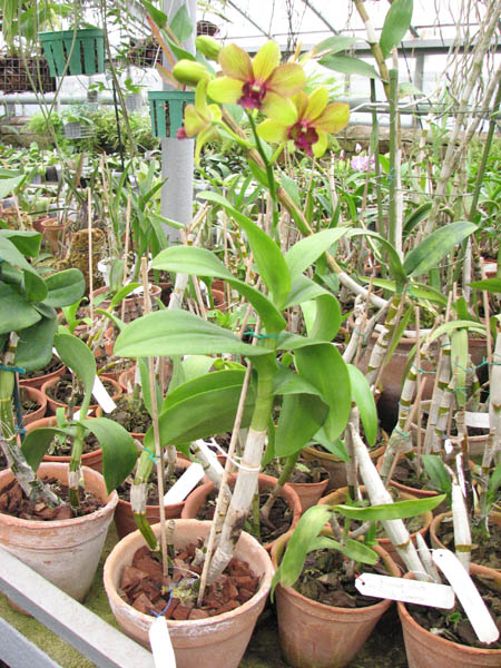 Фото орхидеи Dendrobium Pinwattana