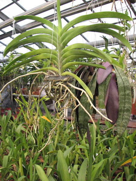 Фото орхидеи Vanda sanderiana x Taweesuksa