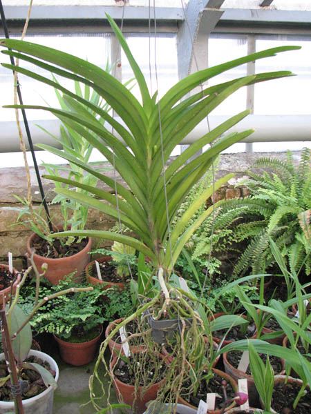 Фото орхидеи Ascocenda Princess Mikasa Blue