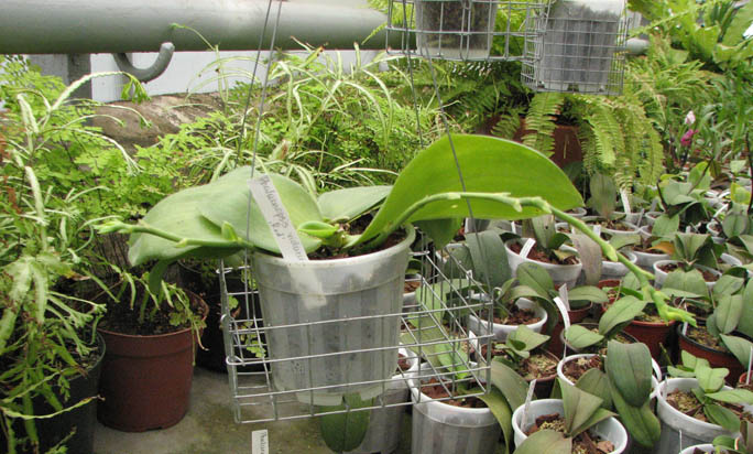 Фото орхидеи Phalaenopsis violacea 'Red'