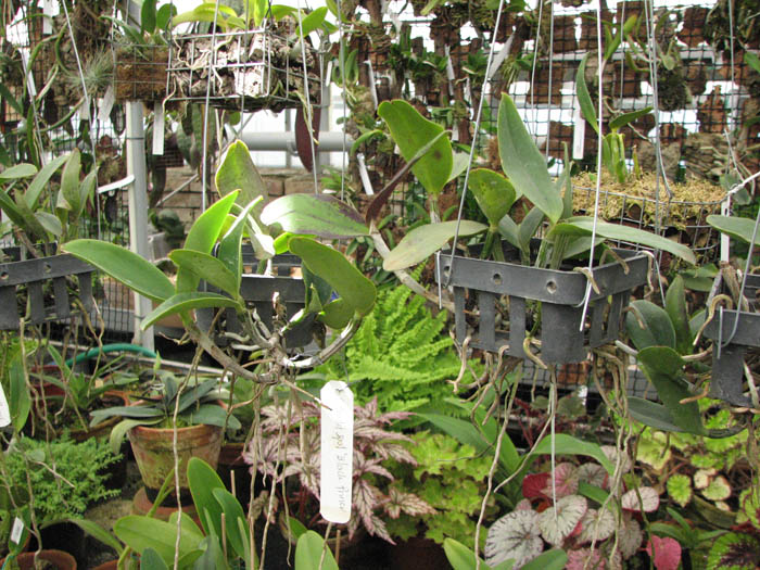 Фото орхидеи Cattleya Pradit Spot 'Black Prince'