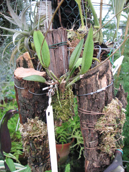 Фото орхидеи Nageliella purpurea