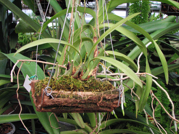 Черная орхидея фото