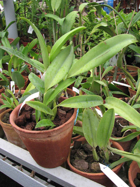 Фото орхидеи Laeliocattleya (Orglade's Glow-Love Knot) 'Hsinying'
