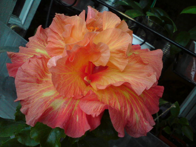 DSC03680.JPG