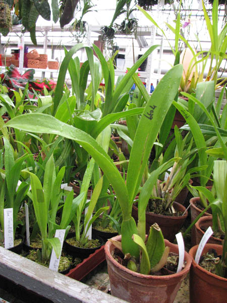 Фото орхидеи Brassia Enteral Wind 'Summer Dream'