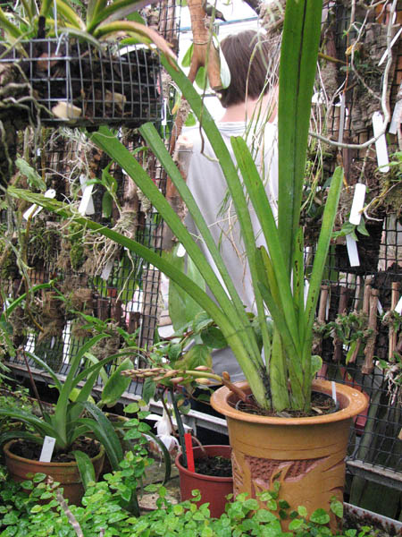 Фото орхидеи Cymbidium aloifolium