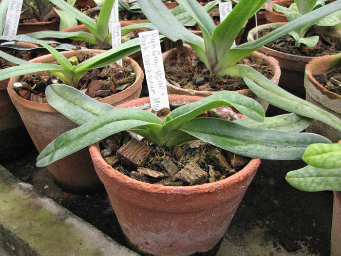 Фото орхидеи Орхидея Paphiopedilum Greyi 'Hsiao' x Paphiopedilum hangianum 'Hsiao'