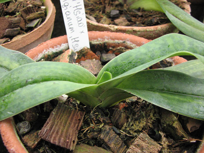 Бутон орхидеи Орхидея Paphiopedilum Greyi 'Hsiao' x Paphiopedilum hangianum 'Hsiao'