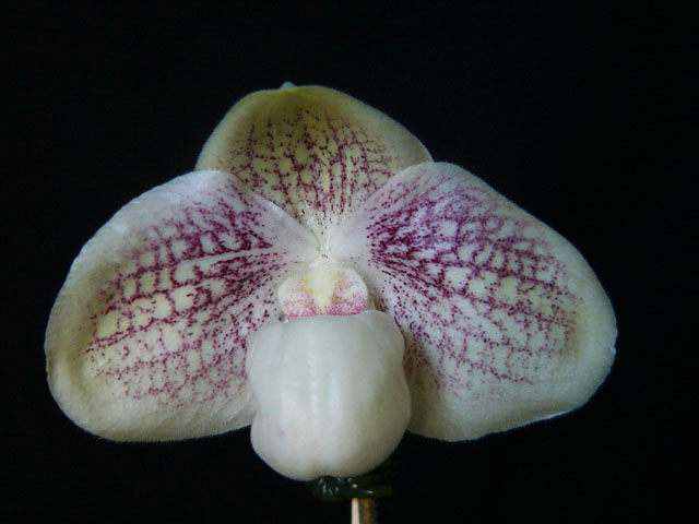 Как цветет орхтидея Орхидея Paphiopedilum Greyi 'Hsiao' x Paphiopedilum hangianum 'Hsiao'