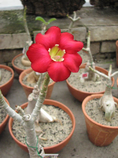 Цветение Adenium Super Ba (Green Leaves)