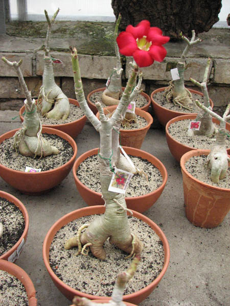 Adenium Super Ba (Green Leaves) цветение