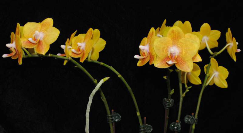 Цветок орхидеи Phalaenopsis Sogo Cake