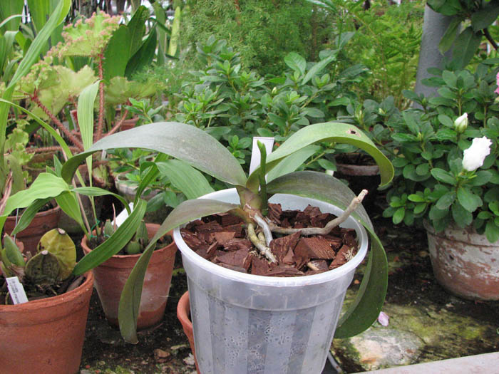 Фото орхидеи Phalaenopsis Sogo Cake