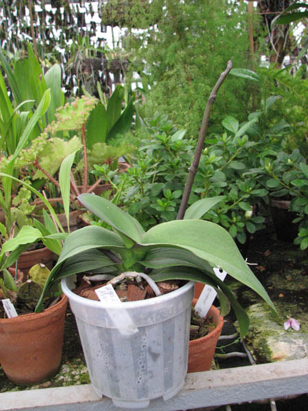 Фото орхидеи Doritaenopsis Ever Spring Pioneer 'O-1'