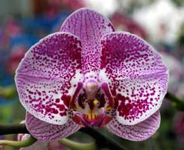 Как цветет орхидея Doritaenopsis Ever Spring Pioneer 'O-1'