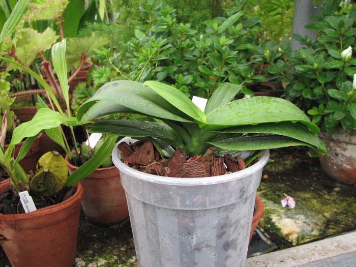 Фото орхидеи Doritaenopsis Sogo Vivien