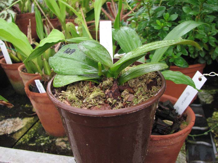 Фото орхидеи Phalaenopsis Liu's Rainbow 'ORCHIS'