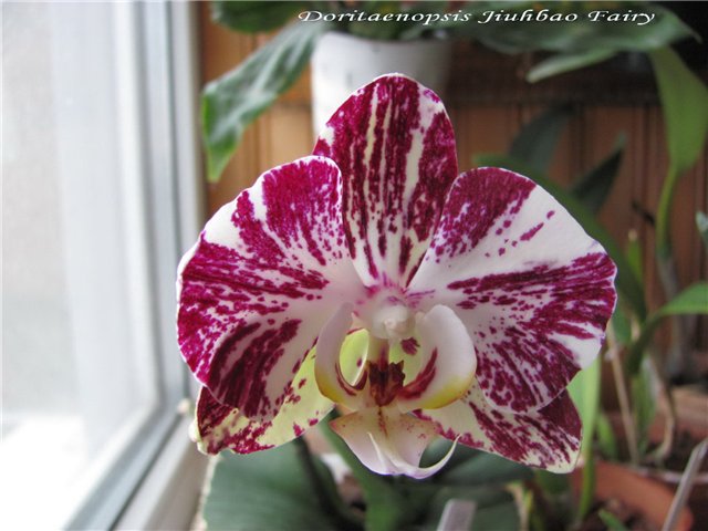 Как цветет орхидея Doritaenopsis Jiuhbao Fairy 'ORCHIS'