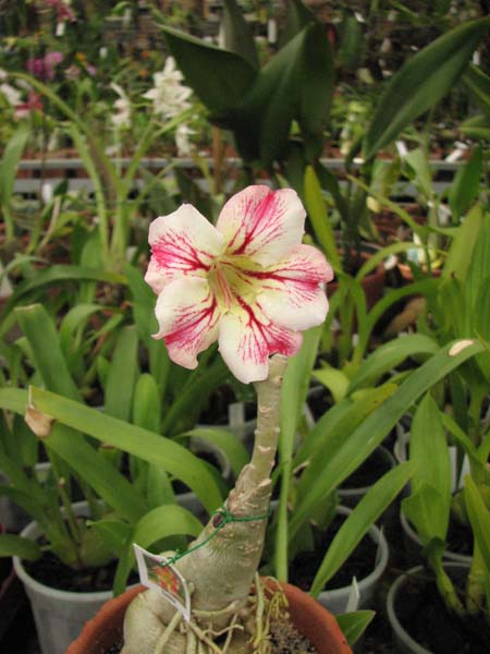 Как цветет Adenium Topaz