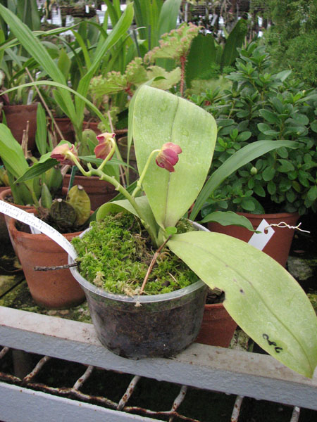 Фото орхидеи Phalaenopsis Nobby's Pacific Sunset 'Red Pearl'