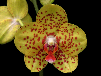 Как цветет орхидея Phalaenopsis Salu Peoker 'O-1'