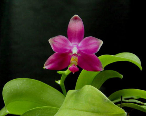 Как цветет орхидея Phalaenopsis violacea 'Red'