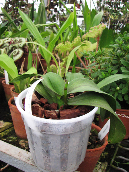 Фото орхидеи Doritaenopsis Little Gem Stripes 'Cat King'