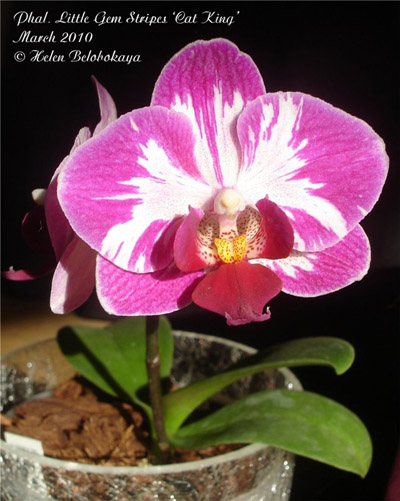 Цветение орхидеи Doritaenopsis Little Gem Stripes 'Cat King' в коллекции Otis