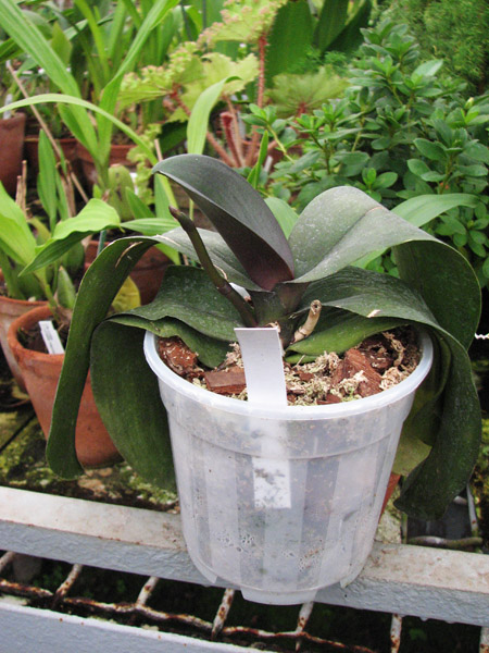 Фото орхидеи Doritaenopsis Black Butterfly