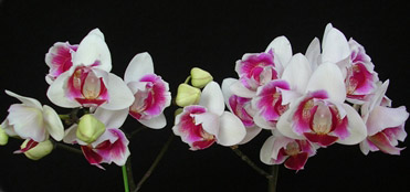 Как цветет орхидея Phalaenopsis Mini Dog