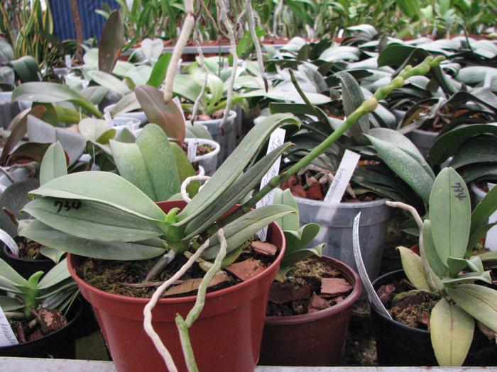 Фото орхидеи Doritaenopsis Meidarland Annaberry 'Meidarland'