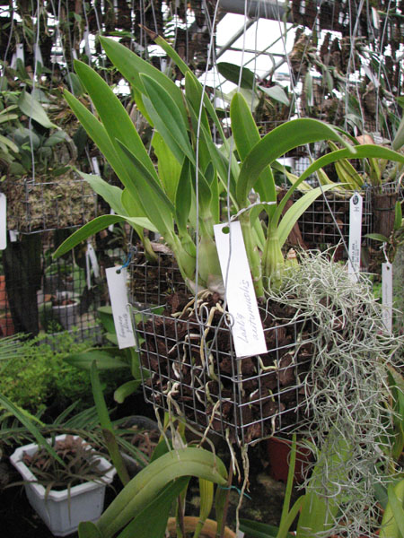 Фото орхидеи Laelia autumnallis