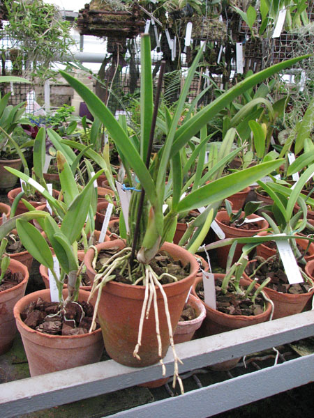 Фото орхидеи Laelia gouldiana