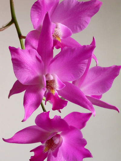 Фото цветка орхидеи Laelia gouldiana