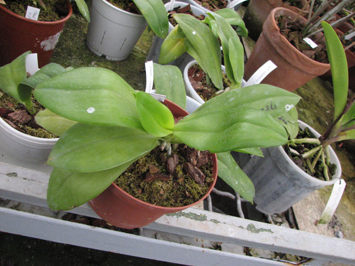 фото орхидеи Phalaenopsis venosa x sib