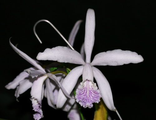 Как цветет орхидея Cattleya Dominiana