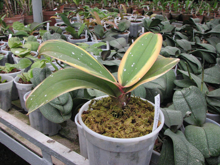 Фото орхидеи Phalaenopsis Matou Freed (Varigeted)