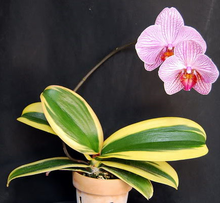 Как цветет орхидея Phalaenopsis Matou Freed (Varigeted)