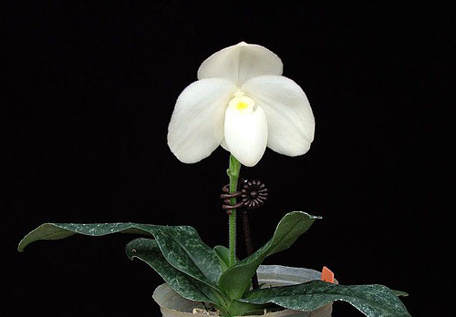 Фото орхидеи Paph. ang-thong 'Sogo' Paph. concolor var. alba 'Golden Emperor'