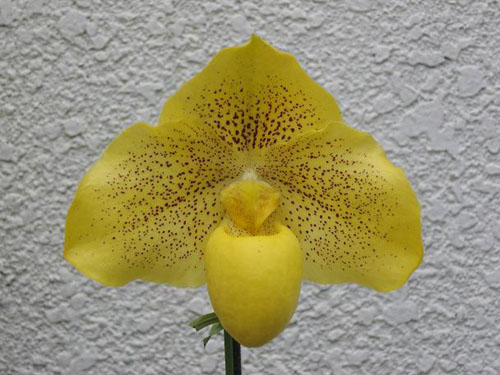 Фото орхидеи Paph. leucochilum 'In-Charm' SM/TPS x Paph. armeniacum 'G. V. 1000'