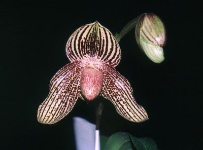 Фото орхидеи Paphiopedilum God's Lady