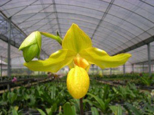 Фото орхидеи Paph. Michael Tibbs (laevigatum × armeniacum)
