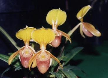 Фото орхидея Paph. helenae '#6' x Paph. sibling 'I.C'