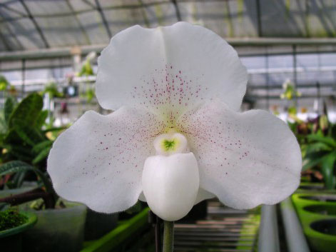 Фото орхидеи Paph. In-Charm White 'Hsiao' BM/TPS x Paph. niveum 'Nae Shan'