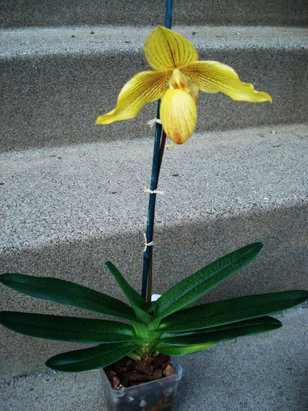 Фото орхидеи Paph. rothschildianum '2135' × Paph. armeniacum '#5'