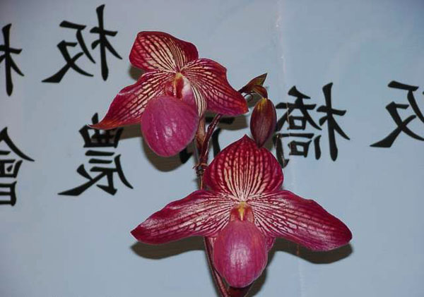Фото орхидеи Paph. rothschildianum 'Bee-Chuan' x Paph. micranthum 'Red'