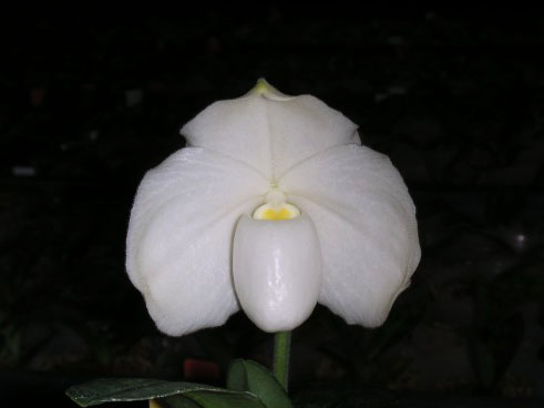 Фото орхидеи Paph. ang-thong var. alba 'In-Charm'