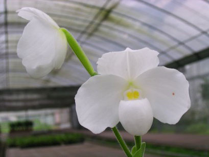 Фото орхидеи Paph. niveum var. alba 'Pathana'