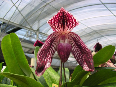 Фото орхидеи Paph. Rachael Anne Booth (bellatulum ‘Tracy’ × Lady Isabel ‘O.Z’ )